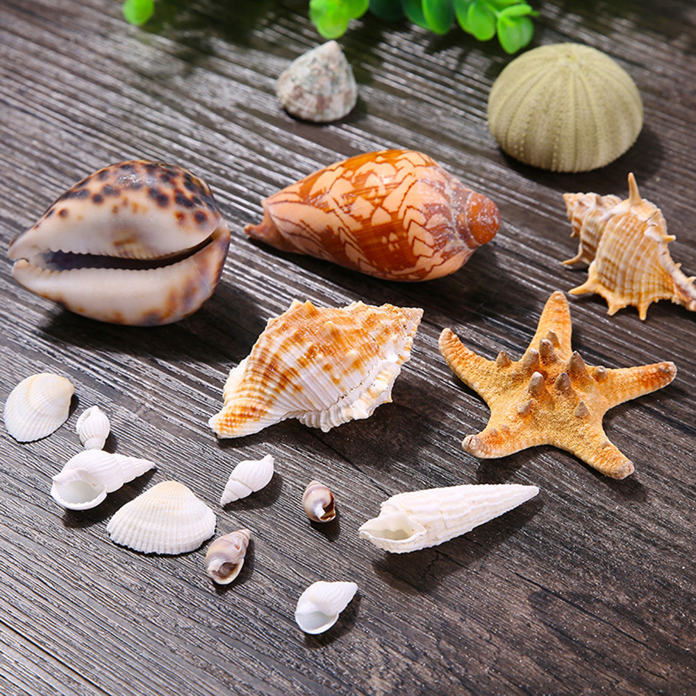 Natural Shell DIY Craft Charms - Art Craft Gallery avis et prix