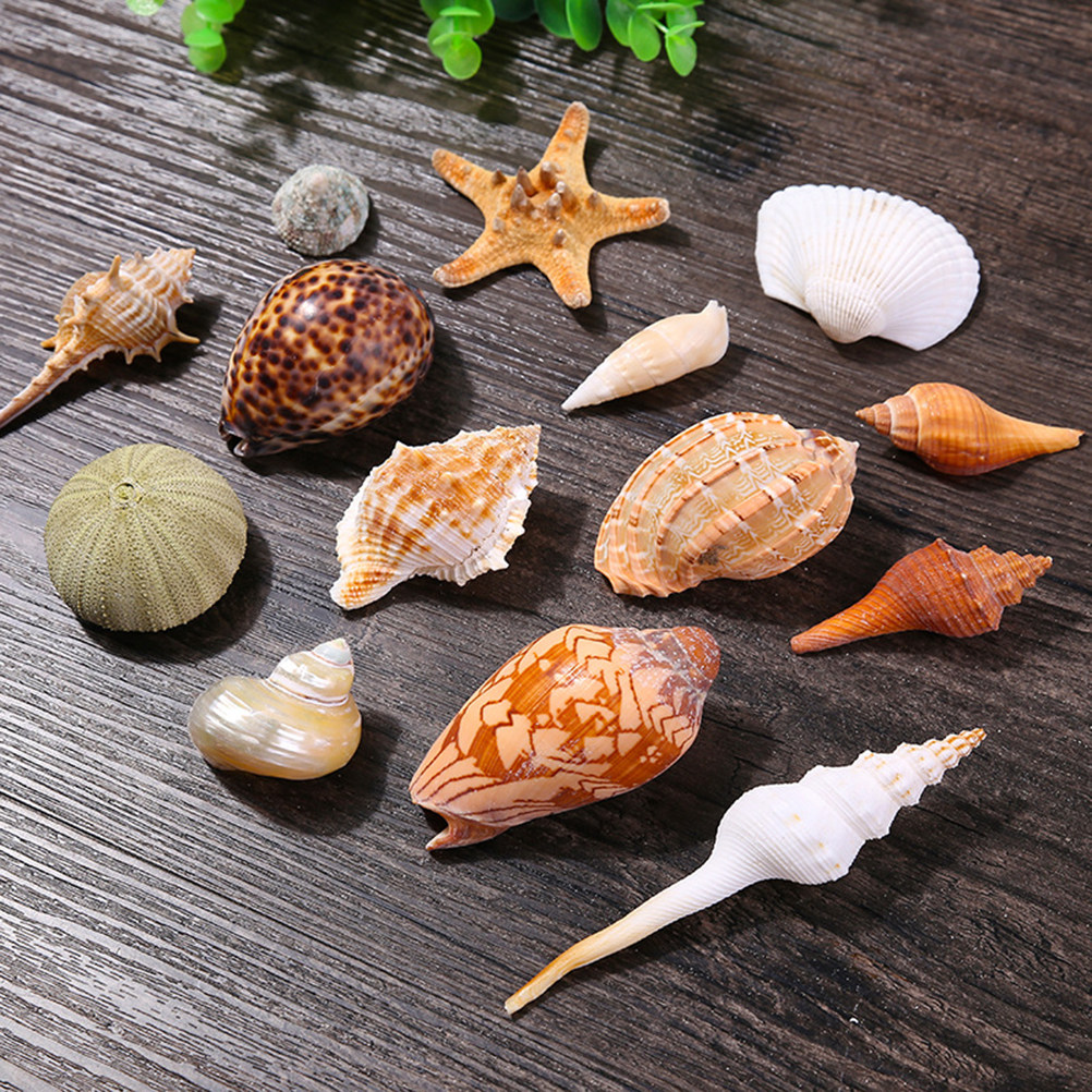 Natural Shell DIY Craft Charms - Art Craft Gallery avis et prix