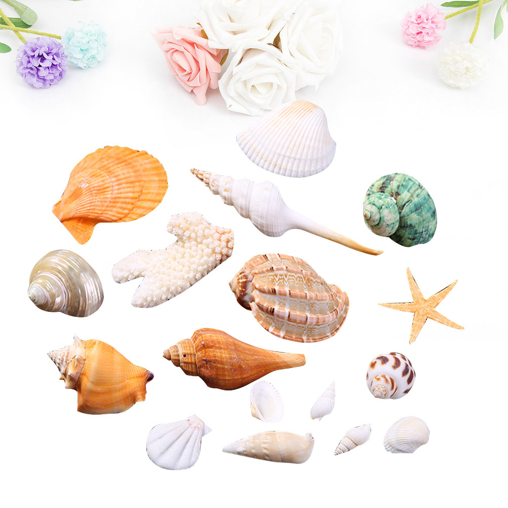Natural Shell DIY Craft Charms - Art Craft Gallery avis et prix