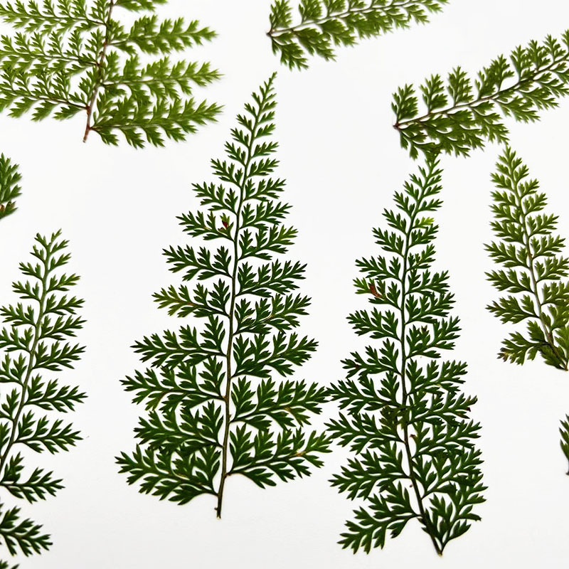100Pcs Natural Rain Fern Leaf  - Art Craft With Leaves avis et prix