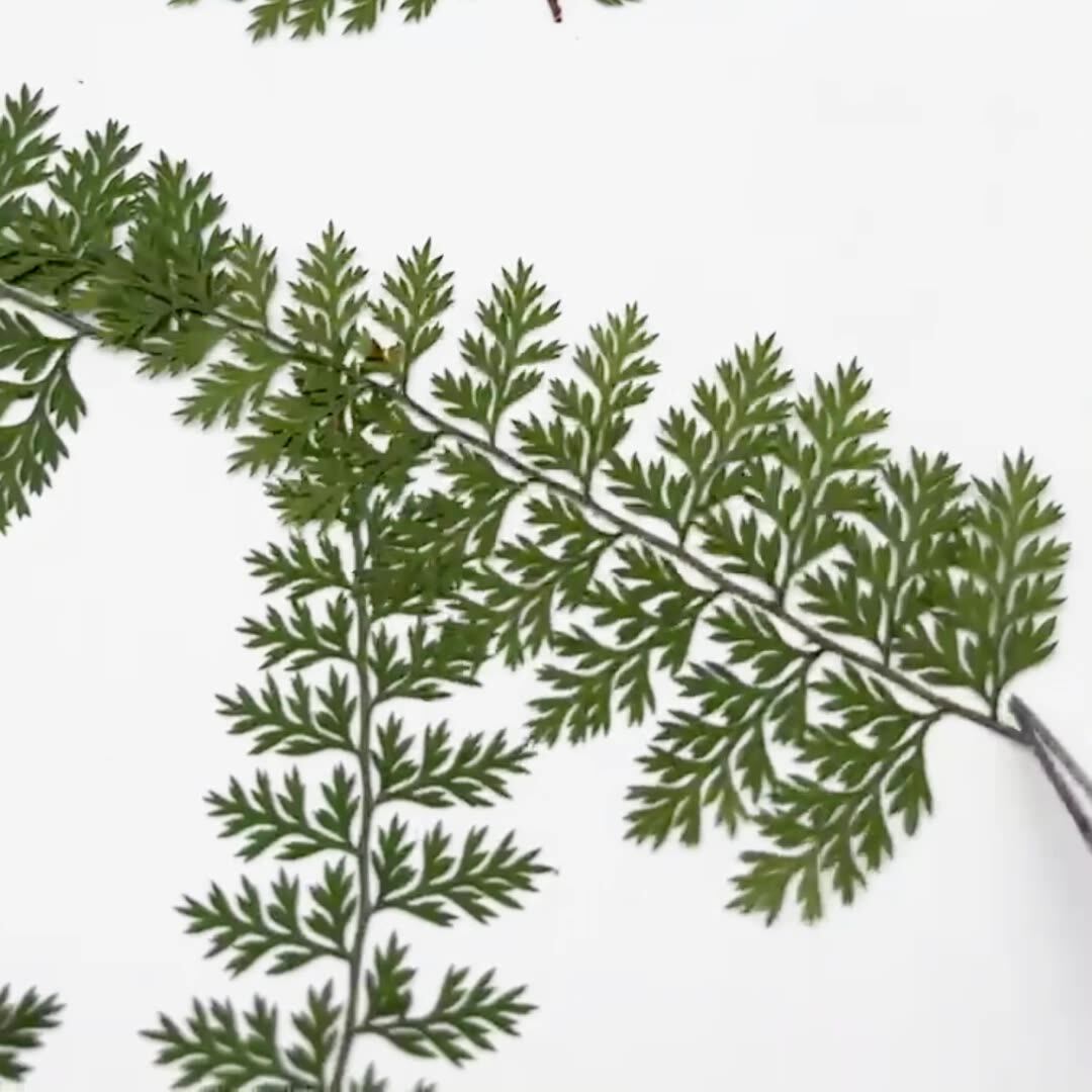 100Pcs Natural Rain Fern Leaf  - Art Craft With Leaves avis et prix