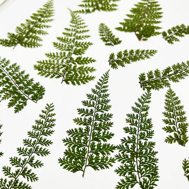 100Pcs Natural Rain Fern Leaf  - Art Craft With Leaves avis et prix