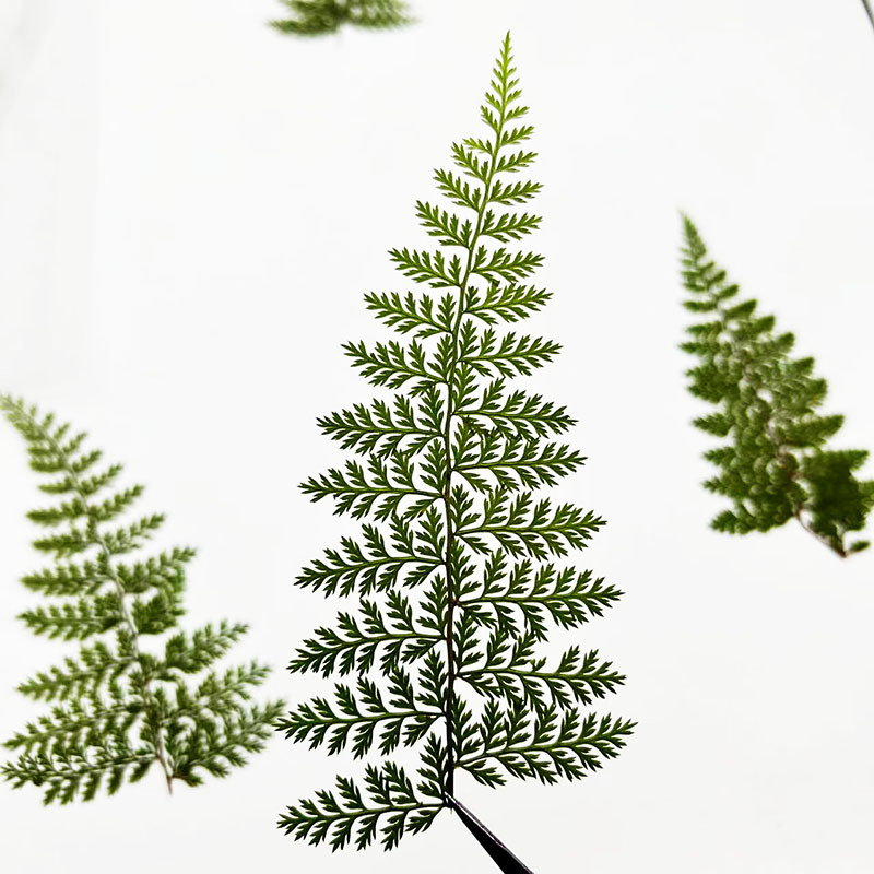 100Pcs Natural Rain Fern Leaf  - Art Craft With Leaves avis et prix
